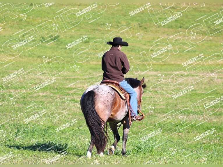 American Quarter Horse Gelding 12 years 15,1 hh Roan-Bay in Clarion, PA