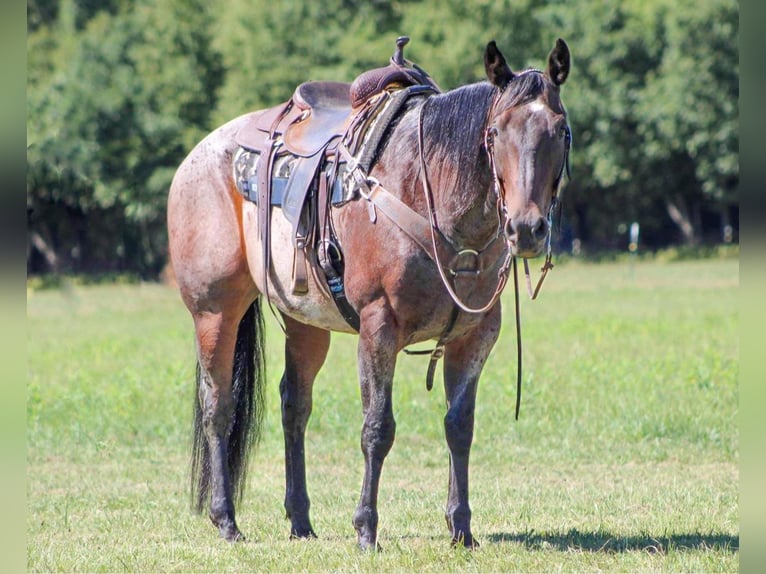 American Quarter Horse Gelding 12 years 15,1 hh Roan-Bay in Clarion, PA
