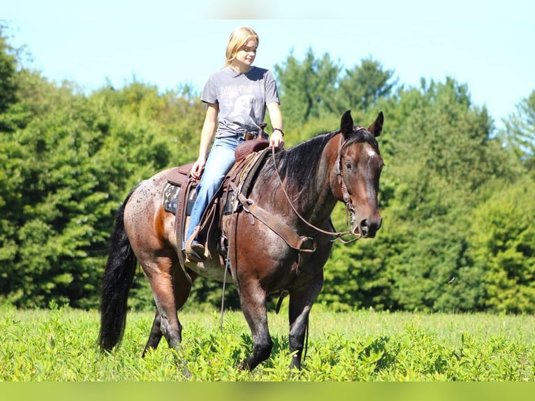 American Quarter Horse Gelding 12 years 15,1 hh Roan-Bay in Clarion, PA