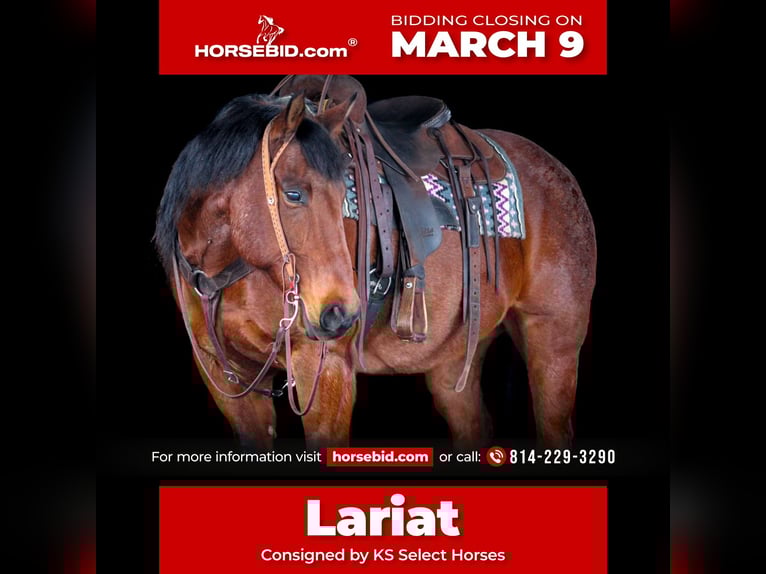 American Quarter Horse Gelding 12 years 15.1 hh Roan-Bay in Clarion