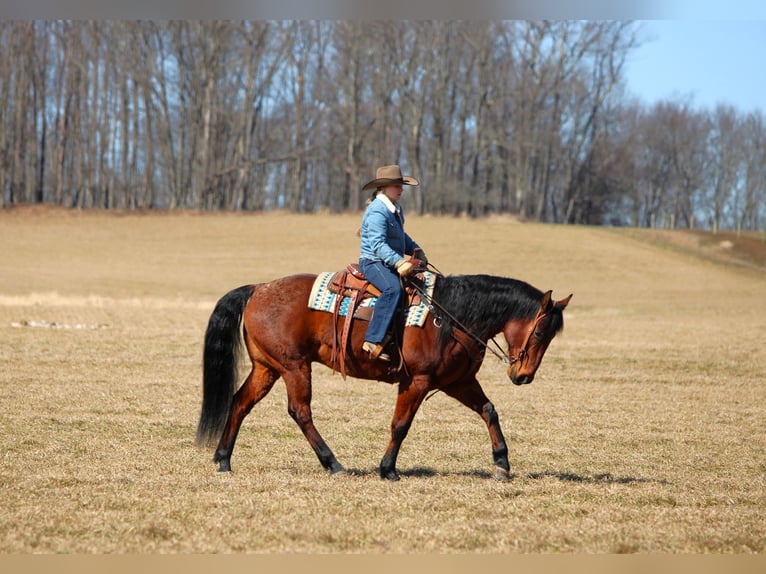 American Quarter Horse Gelding 12 years 15.1 hh Roan-Bay in Clarion