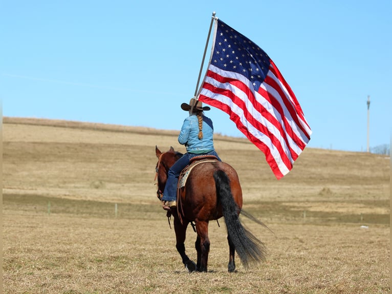 American Quarter Horse Gelding 12 years 15.1 hh Roan-Bay in Clarion