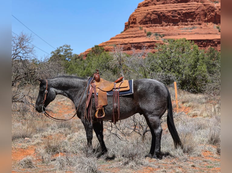 American Quarter Horse Gelding 12 years 15,1 hh Roan-Blue in Camp Verde, AZ