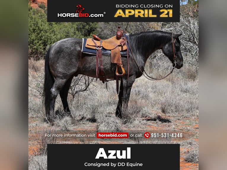 American Quarter Horse Gelding 12 years 15,1 hh Roan-Blue in Camp Verde, AZ