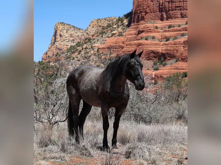 American Quarter Horse Gelding 12 years 15,1 hh Roan-Blue in Camp Verde, AZ