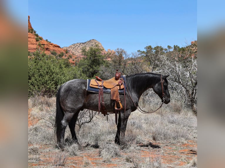 American Quarter Horse Gelding 12 years 15,1 hh Roan-Blue in Camp Verde, AZ