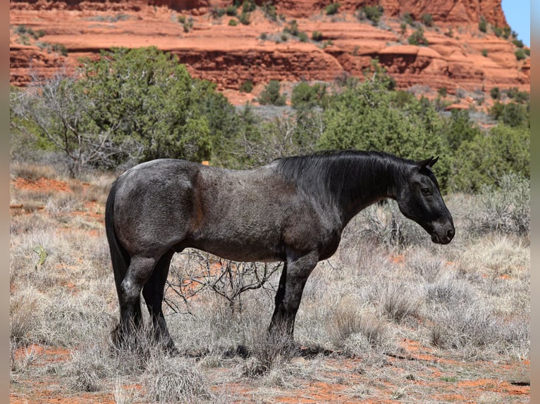 American Quarter Horse Gelding 12 years 15,1 hh Roan-Blue in Camp Verde, AZ