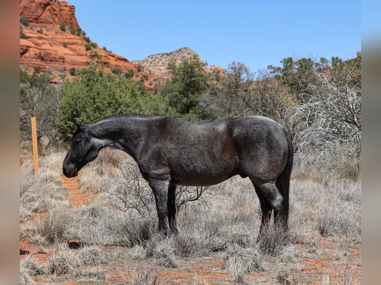 American Quarter Horse Gelding 12 years 15,1 hh Roan-Blue in Camp Verde, AZ