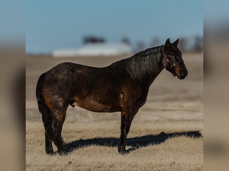 American Quarter Horse Gelding 12 years 15,1 hh Roan-Blue in Joy, IL