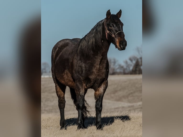 American Quarter Horse Gelding 12 years 15,1 hh Roan-Blue in Joy, IL