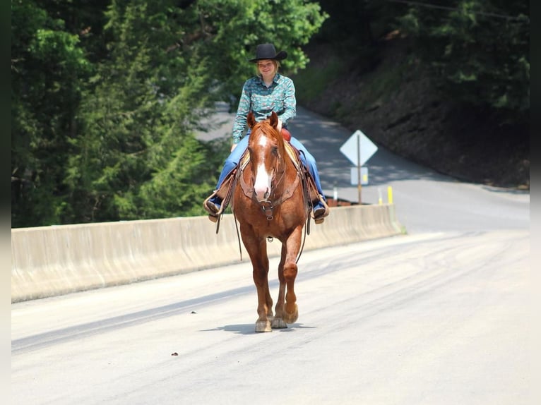 American Quarter Horse Gelding 12 years 15,1 hh Roan-Red in Clarion, PA