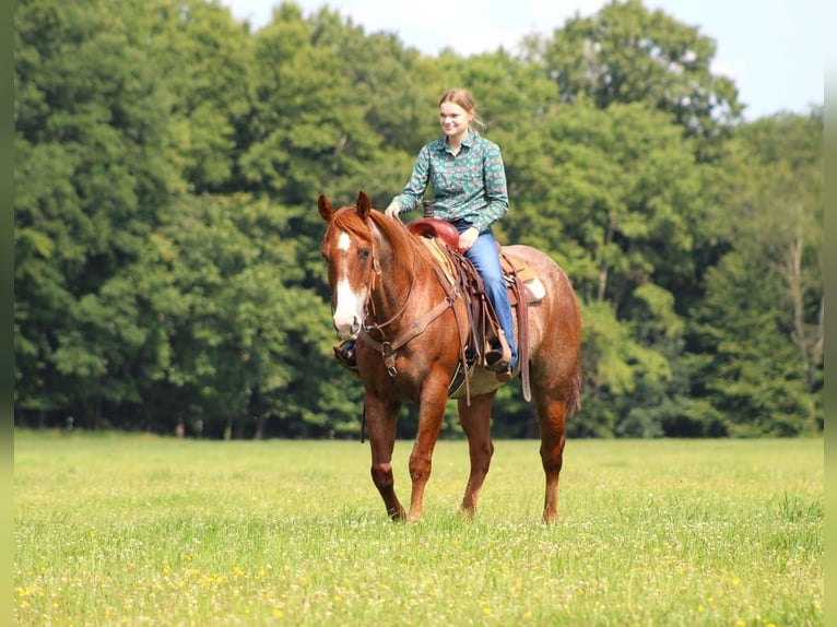 American Quarter Horse Gelding 12 years 15,1 hh Roan-Red in Clarion, PA