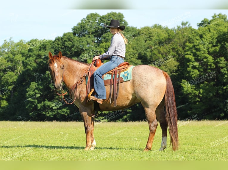 American Quarter Horse Gelding 12 years 15,1 hh Roan-Red in Clarion, PA