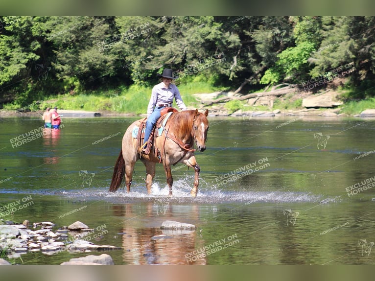 American Quarter Horse Gelding 12 years 15,1 hh Roan-Red in Clarion, PA