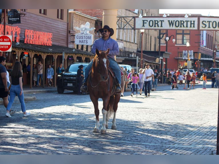 American Quarter Horse Gelding 12 years 15,1 hh Roan-Red in Stephenville TX