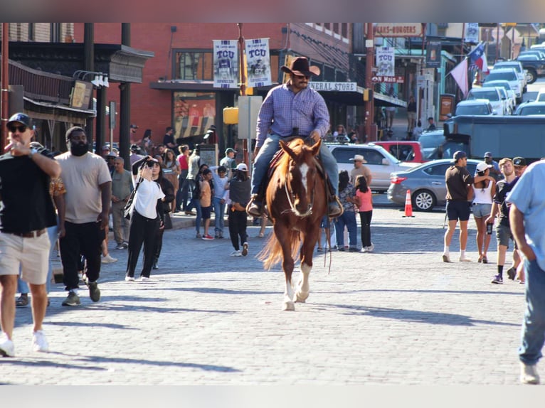 American Quarter Horse Gelding 12 years 15,1 hh Roan-Red in Stephenville TX