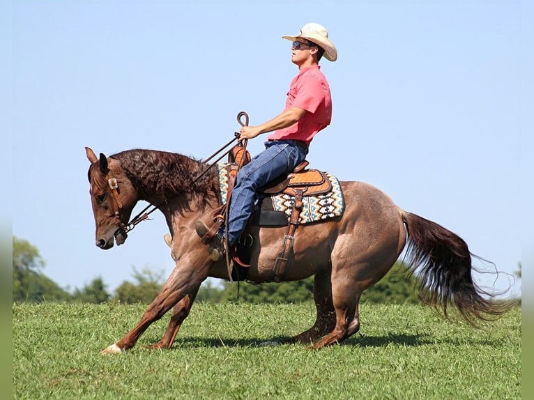 American Quarter Horse Gelding 12 years 15,1 hh Roan-Red in Brodhead, KY