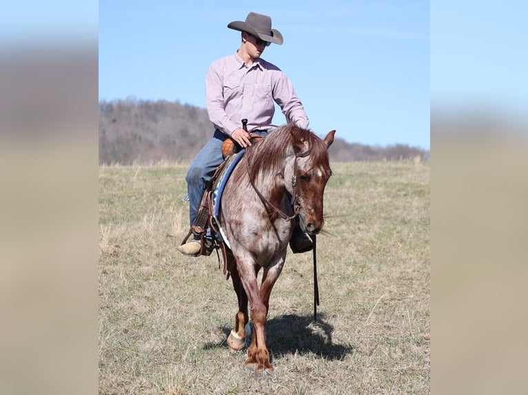 American Quarter Horse Gelding 12 years 15,1 hh Roan-Red in Brodhead Ky