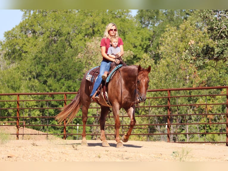 American Quarter Horse Gelding 12 years 15,1 hh Roan-Red in Graham TX