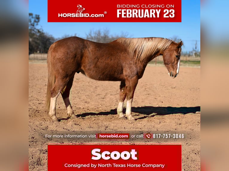 American Quarter Horse Gelding 12 years 15.1 hh Sorrel in Weatherford