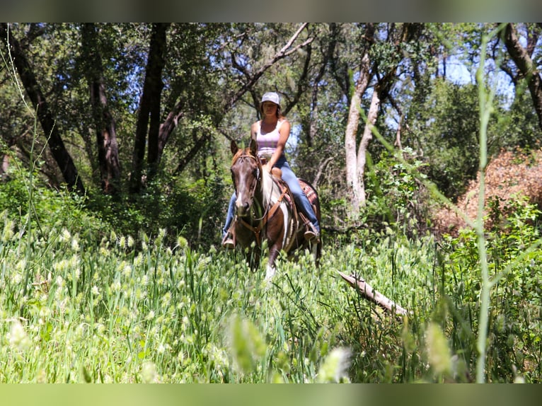 American Quarter Horse Gelding 12 years 15,1 hh Tobiano-all-colors in pleasant grove CA