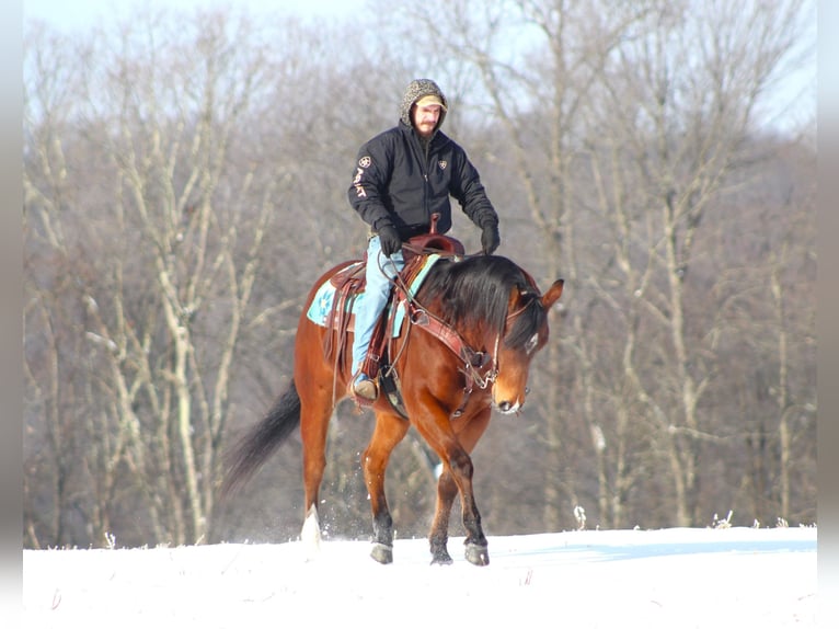 American Quarter Horse Gelding 12 years 15,2 hh Bay in Clarion
