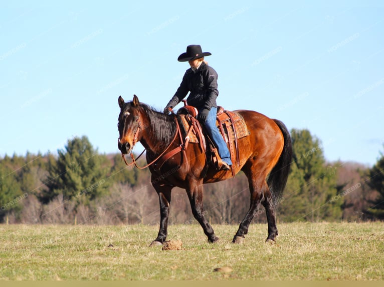 American Quarter Horse Gelding 12 years 15,2 hh Bay in Clarion