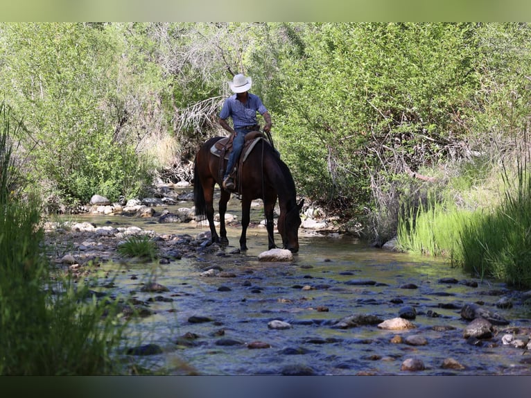 American Quarter Horse Gelding 12 years 15,2 hh Bay in Camp Verde AZ