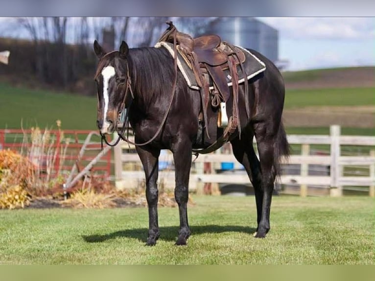 American Quarter Horse Gelding 12 years 15.2 hh Black in Cherryville