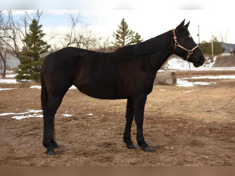 American Quarter Horse Gelding 12 years 15.2 hh Black in Fort Collins, CO