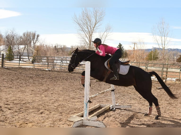 American Quarter Horse Gelding 12 years 15.2 hh Black in Fort Collins, CO
