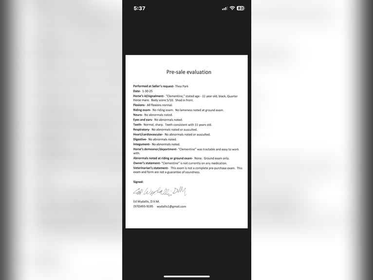 American Quarter Horse Gelding 12 years 15.2 hh Black in Fort Collins, CO