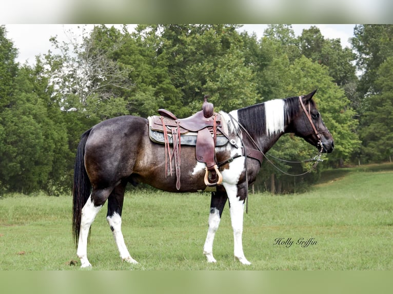 American Quarter Horse Gelding 12 years 15,2 hh Black in Greebville KY