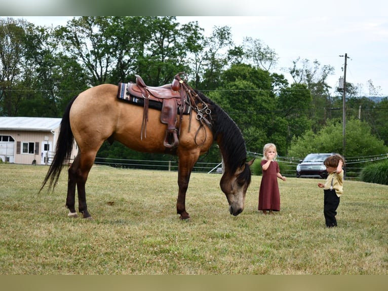 American Quarter Horse Gelding 12 years 15,2 hh Buckskin in Rebersburg, PA
