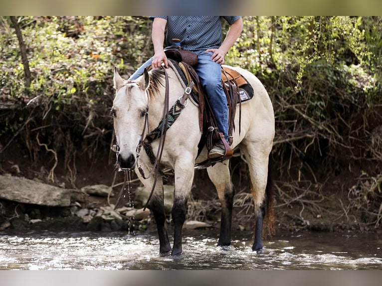 American Quarter Horse Gelding 12 years 15,2 hh Buckskin in SANTA FE, TN