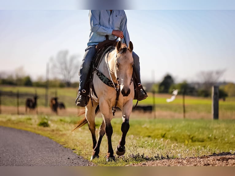 American Quarter Horse Gelding 12 years 15,2 hh Buckskin in SANTA FE, TN