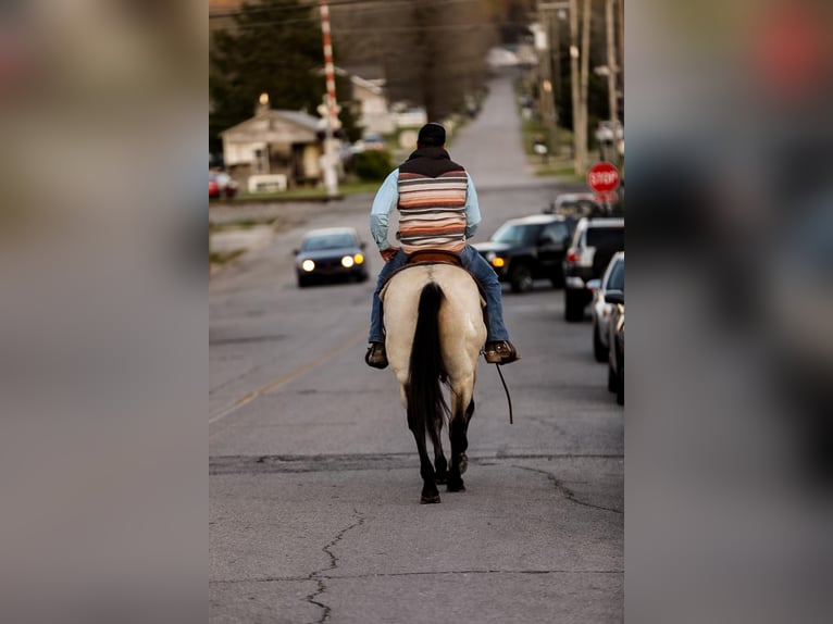 American Quarter Horse Gelding 12 years 15,2 hh Buckskin in SANTA FE, TN