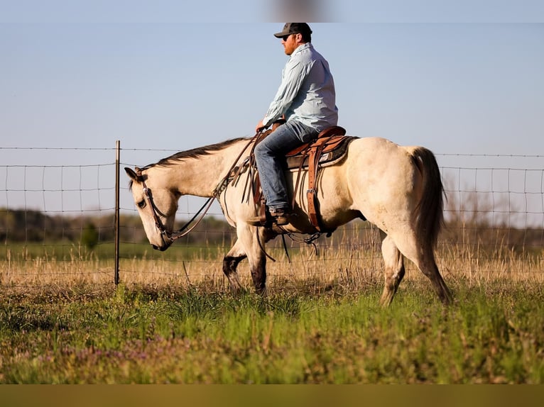 American Quarter Horse Gelding 12 years 15,2 hh Buckskin in SANTA FE, TN