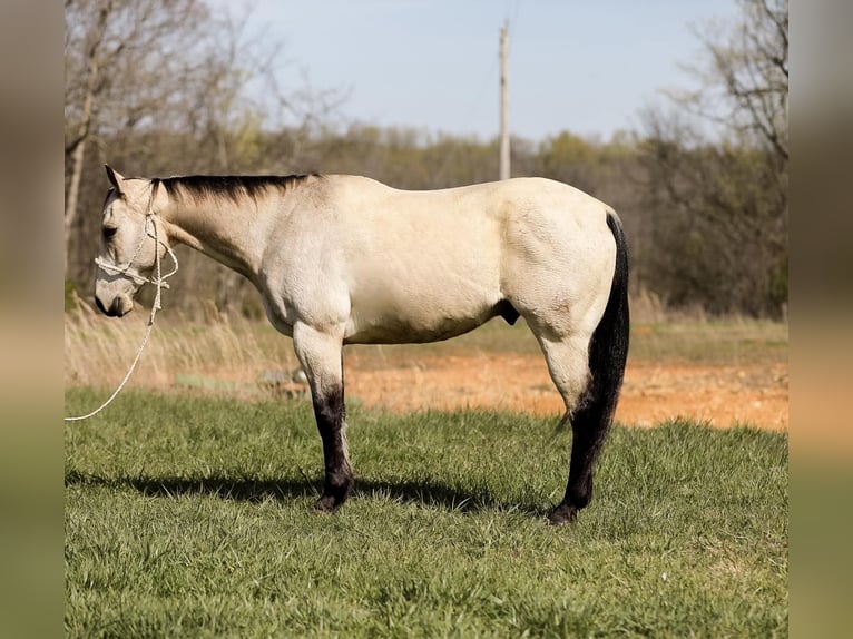 American Quarter Horse Gelding 12 years 15,2 hh Buckskin in SANTA FE, TN