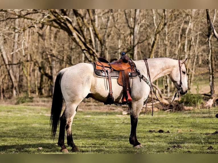 American Quarter Horse Gelding 12 years 15,2 hh Buckskin in SANTA FE, TN