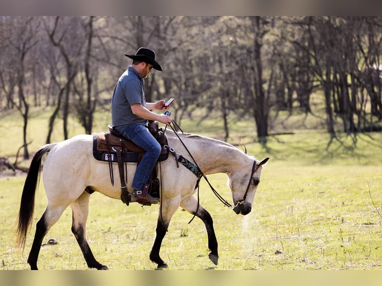 American Quarter Horse Gelding 12 years 15,2 hh Buckskin in SANTA FE, TN