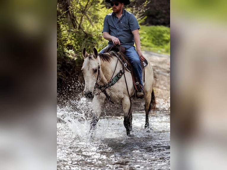 American Quarter Horse Gelding 12 years 15,2 hh Buckskin in SANTA FE, TN