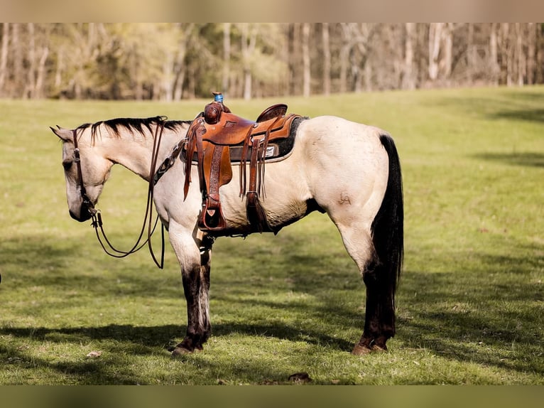 American Quarter Horse Gelding 12 years 15,2 hh Buckskin in SANTA FE, TN