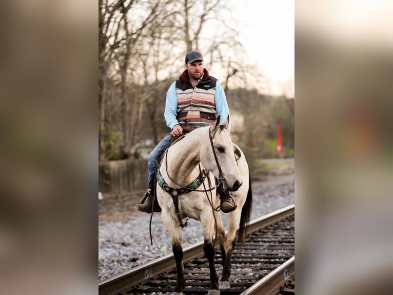 American Quarter Horse Gelding 12 years 15,2 hh Buckskin in SANTA FE, TN