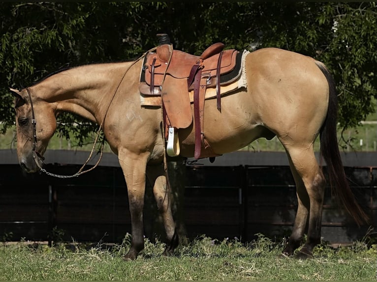 American Quarter Horse Gelding 12 years 15,2 hh Buckskin in Weatherford