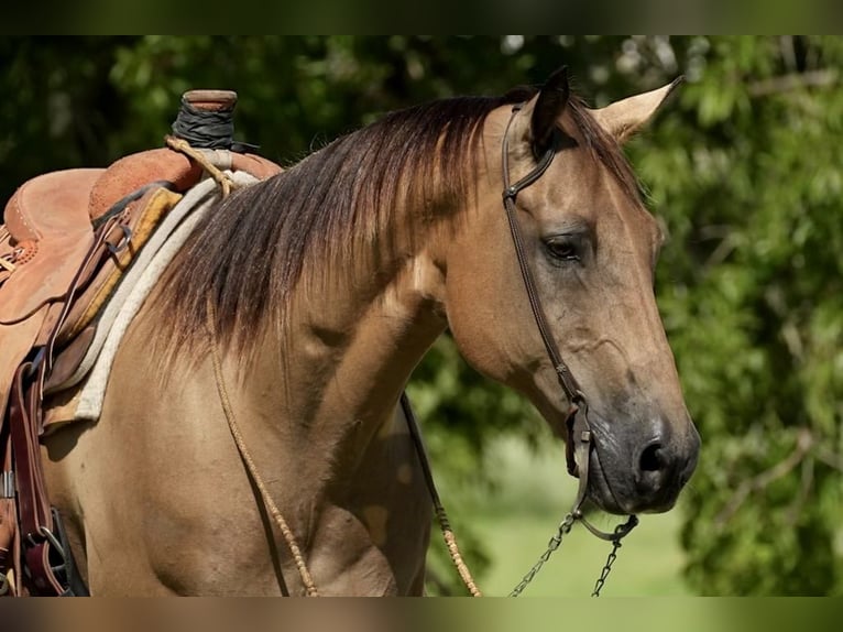 American Quarter Horse Gelding 12 years 15,2 hh Buckskin in Weatherford