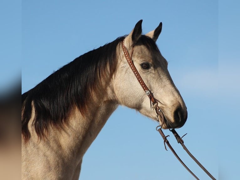 American Quarter Horse Gelding 12 years 15,2 hh Buckskin in Brodhead KY
