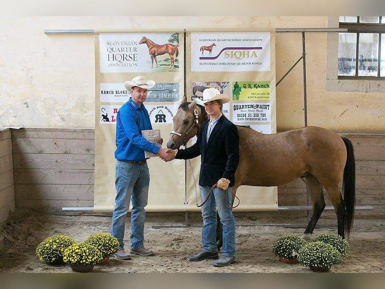 American Quarter Horse Gelding 12 years 15,2 hh Buckskin in Gorišnica