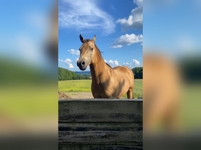 American Quarter Horse Gelding 12 years 15,2 hh Buckskin in Gorišnica