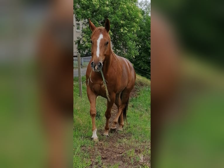 American Quarter Horse Gelding 12 years 15,2 hh Chestnut-Red in Stöckse